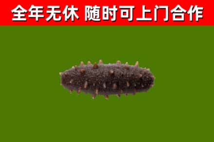桃山烟酒回收干海参.jpg